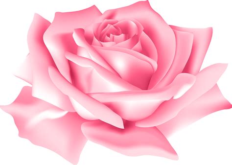 25 Pink Rose Png Glodak Blog