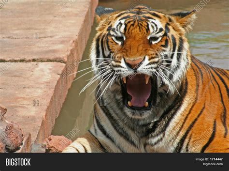Ferocious Tiger Image And Photo Free Trial Bigstock