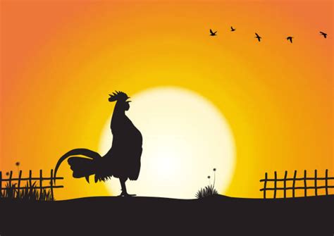 Rooster Sunrise Illustrations Royalty Free Vector Graphics And Clip Art Istock
