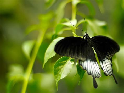 Black And White Butterfly-Animal photography HD wallpaper Preview