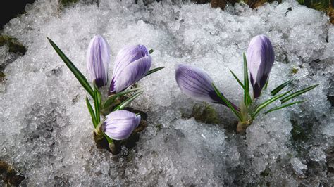 Snow Melting And Crocus Flower Blooming In Spring With
