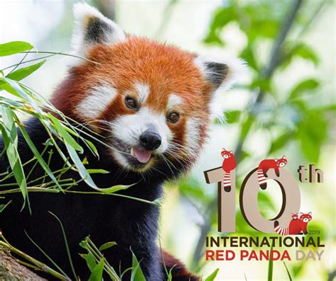 Where To Go On International Red Panda Day 2019 Red Pandazine