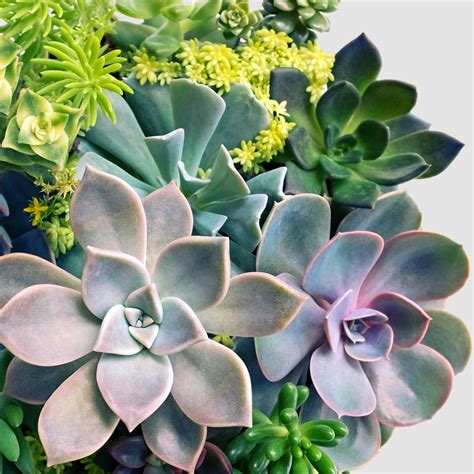 How To Care For Succulents Natures Colours Plants And Ts