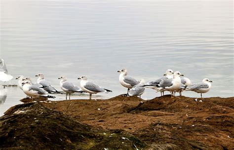 Sea Gulls At Waters Edge 2 Free Stock Photo Public Domain Pictures