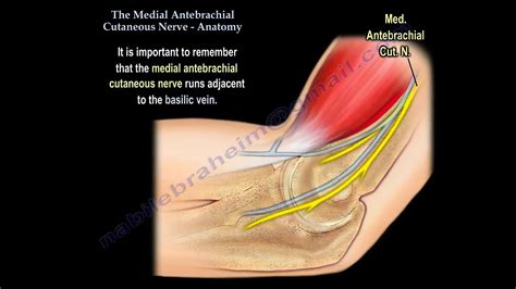 Nerve Injury The Medial Antebrachial Cutaneous Everything You Need To