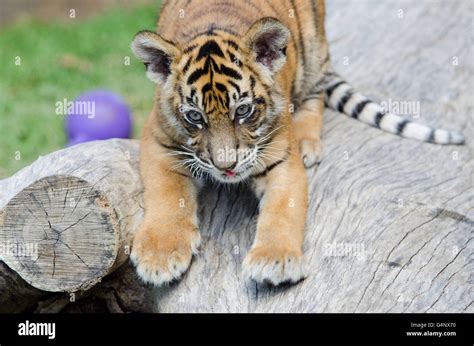 Three Months Old Sumatran Tiger Cub Playing In The Grass In Australia