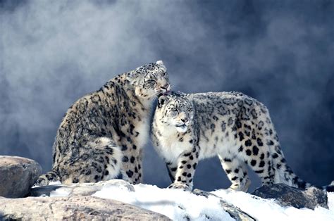 Snow Leopard Hd Wallpaper Background Image 2000x1325 Id1046382