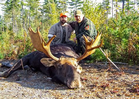Guided Maine Moose Hunts In Wmd Zones 11 10 19 18 And 6
