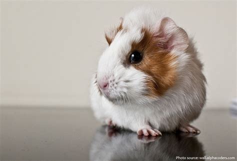 Interesting Facts About Guinea Pigs Just Fun Facts