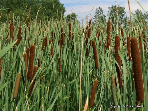 Cattail Use In The Landscape Archewild Architects Of Wild Spaces