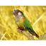 Parrot  True Wildlife Creatures