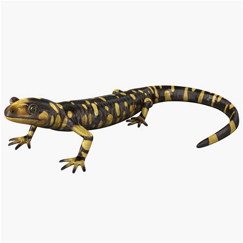 3d Tiger Salamander Pose 1 Model