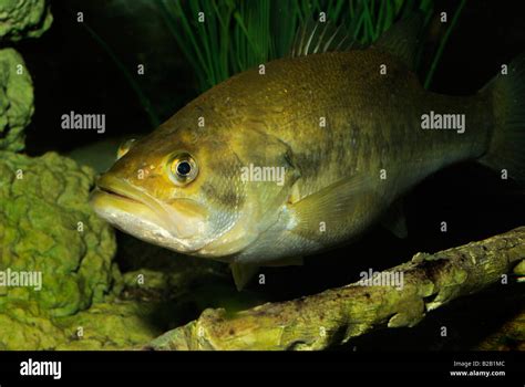 Largemouth Bass Micropterus Salmoides Florida Stock Photo Alamy