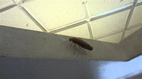 pregnant german cockroach las vegas pest control youtube