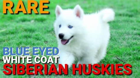 White Siberian Husky Puppies Blue Eyes Rare Huskies Blue Eye Husky