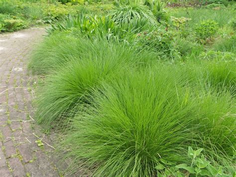 An easy to grow, extremely cold hardy, ornamental grass for sunny to shaded garden beds and woodland settings. Deschampsia Cespitosa Schottland - Bing Images | Ornamental grasses, Plants for small gardens, Grass