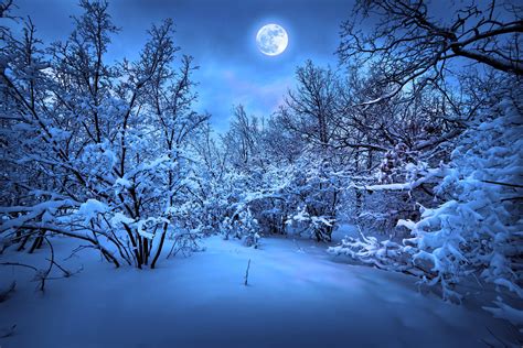 Magic Winter Night Nature Snow Tree Hd Wallpapers