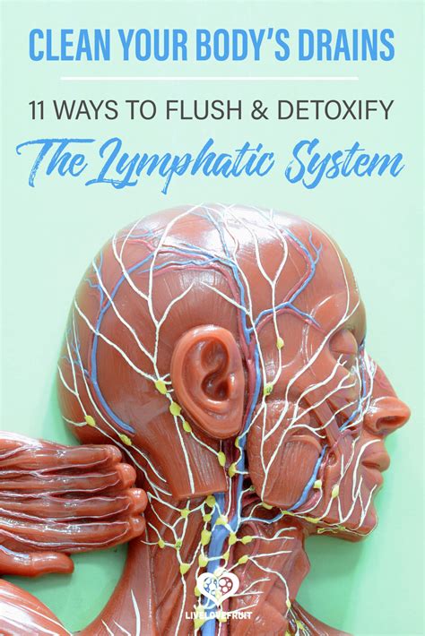 11 Ways To Detox Your Lymphatic System Live Love Fruit