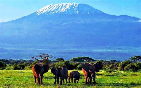 4 Days Nairobi National Park And Amboseli Safari Jeanah Ventures