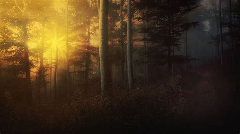 Nature Photography Forest Mist Shrubs Sunlight Sun Rays Trees