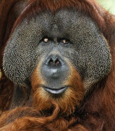 Bornean Orangutan Face Close Up