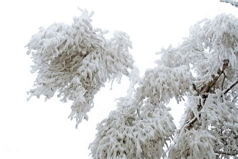 무료 이미지 분기 눈 감기 서리 얼음 날씨 겨울 왕국 전나무 시즌 작은 가지 가문비 착빙 동결 백대하