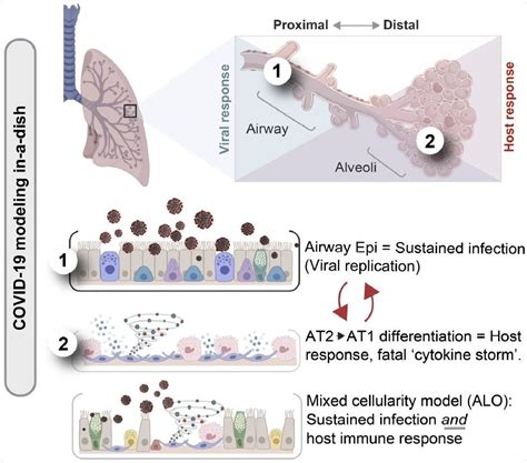 Adult Stem Cell Based Lung Organoid Models Emulate Host Immune Response