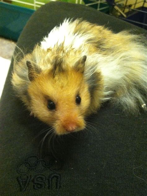 Long haired male syrian hamster for sale with cage. long haired syrian hamster | Cute hamsters, Hamster ...