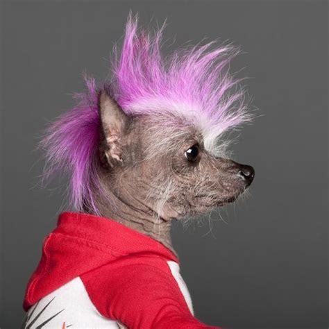 Close Up Of Chinese Crested Dog With Pink Mohawk 4 Years Old In