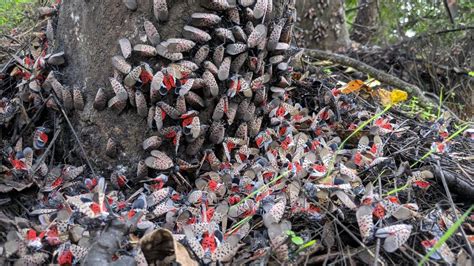 Find Out How You Can Help Fight Spotted Lanternflies This Fall Lehigh
