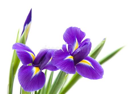 Beautiful Dark Purple Iris Flower Stock Image Image Of Stem Flower