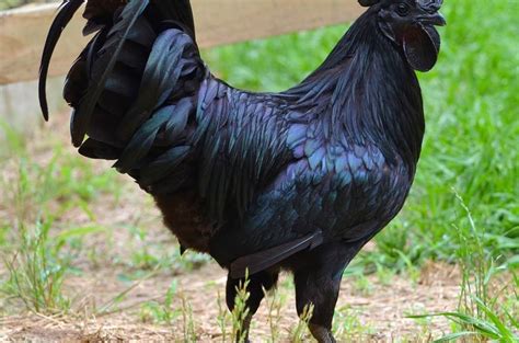 Rare Ayam Cemani Chickens From Indonesia That Are Completely Black Cost