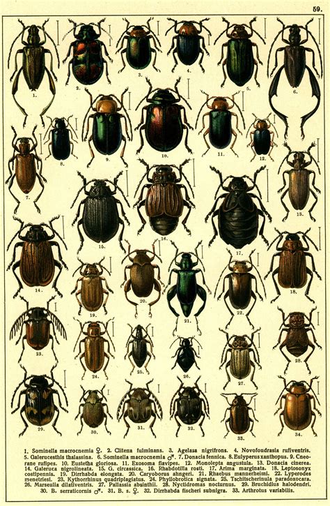 common beetle identification chart