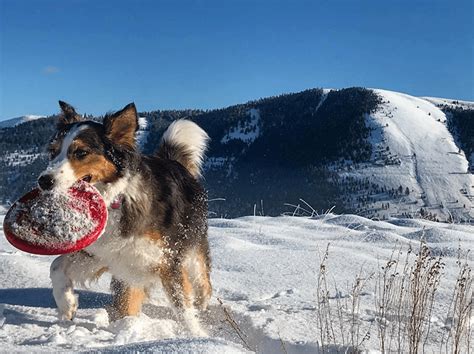 Dog Friendly Winter Trails In Missoula Destination Missoula