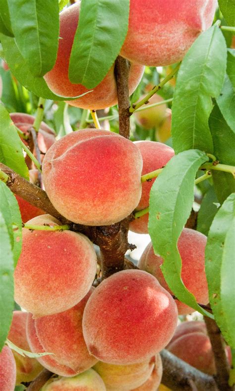 Fruit trees will produce silver star fruit after one year, gold after two years, and iridium after three. Harvester Peach Tree | Fruit Trees | Ison's Nursery & Vineyard