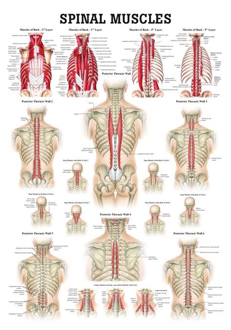 Back Muscle Chart Male Back Muscles Chart Muscles German Names