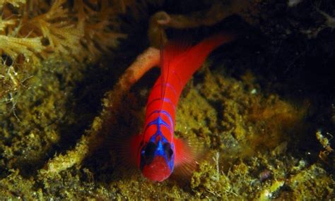 Catalina Goby Fish Aka Blue Banded Goby Profile The Aquarium Club