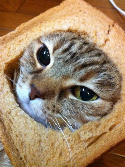Breaded Catsso Lovely Cats Crazy Cats Cute Animals