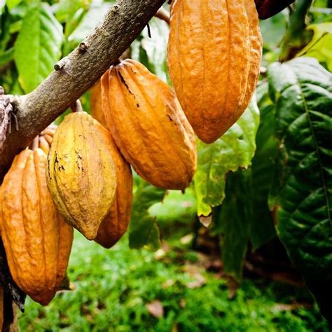 Jun 28, 2021 · cacao has an existing resource of 662,000 tonnes at 2.8 grams gold for 60,000 ounces of gold on a strike length of only 600 meters. Cacao Paste - Terrasoul Superfoods