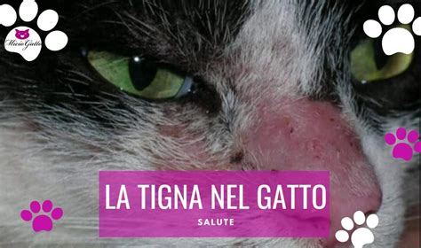 Tigna Del Gatto Cause Sintomi E Cura Con Immagini MicioGatto It