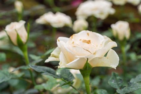 Beautiful White Roses Flower In The Garden Stock Image Image Of Roses