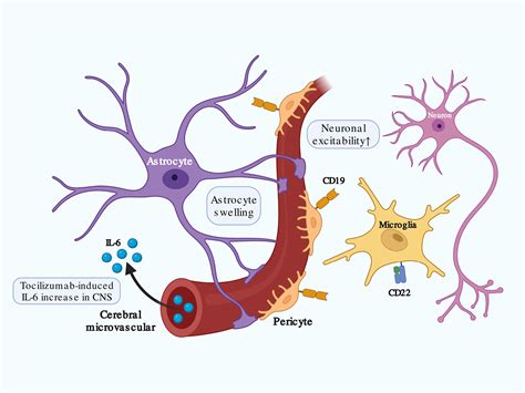 Mechanisms Of Immune Effector Cellassociated Neurotoxicity Syndrome