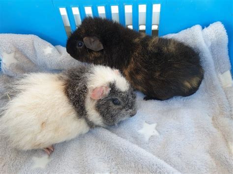 Pair Of Teddy Guinea Pigs In Trowbridge Wiltshire Gumtree