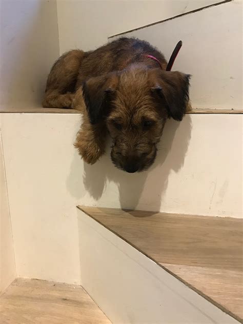 Thomas terriers puppies available for adoption. Irish Terrier Puppies - We Love Irish Terriers