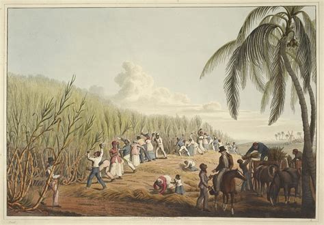 Slaves Cutting The Sugar Cane Illustration World History Encyclopedia