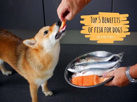 Top 5 Benefits Of Fish For Dogs In A Nutshell Pledgecare