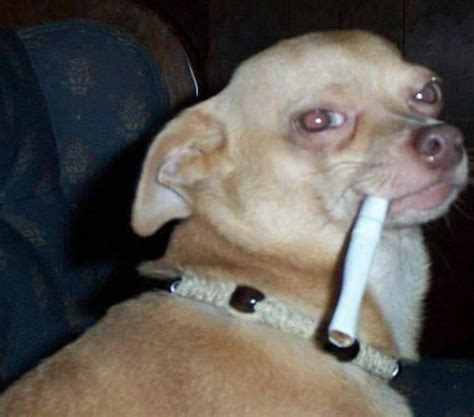 Animals With Cigarettes