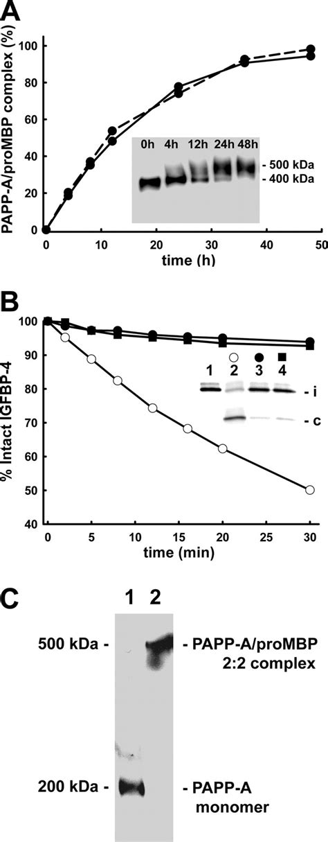 Proteinase Inhibition By Proform Of Eosinophil Major Basic Protein Pro