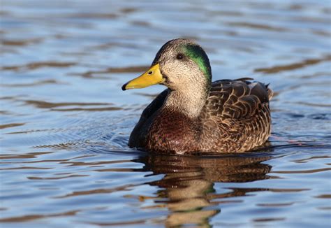 The 8 Coolest Hybrid Ducks And Geese Youve Ever Seen Outdoor Life