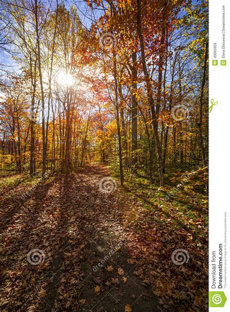 Sunshine In Fall Forest Stock Image Image Of Seasonal 40065859
